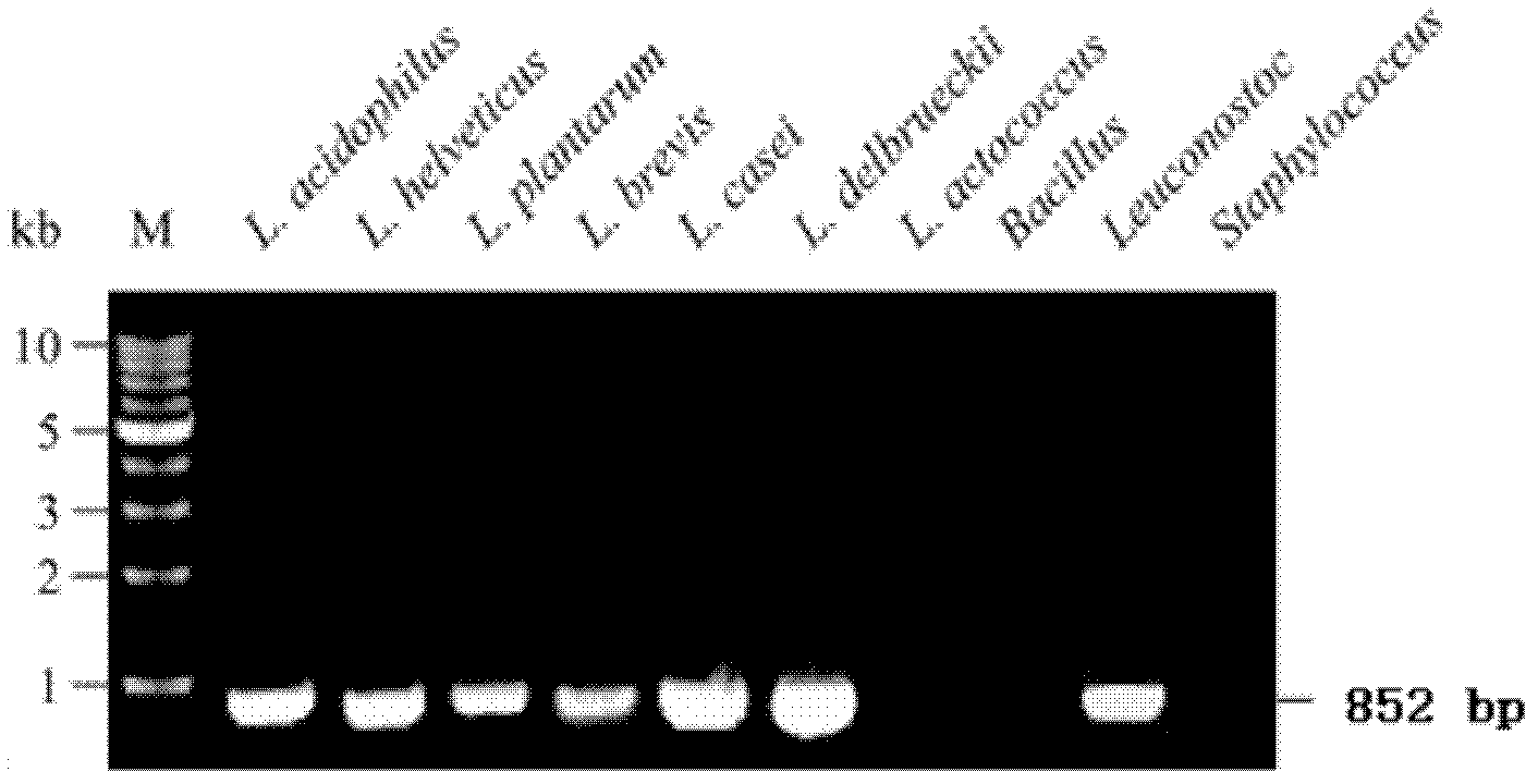 Method and kit for screening/detecting lactobacillus