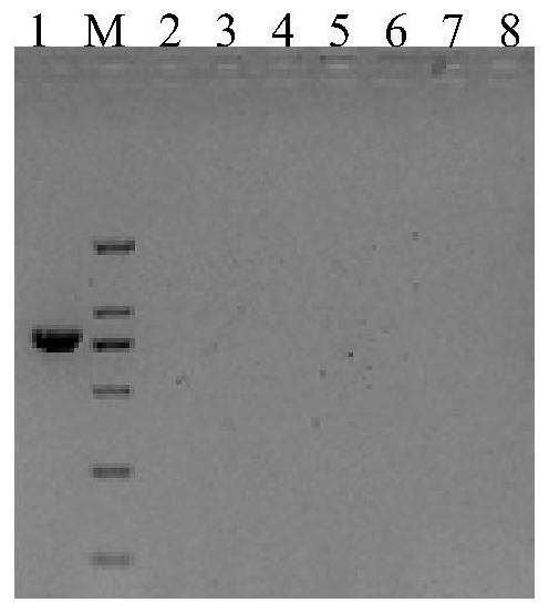 Primer pair and method for detecting or assisting in detecting southern tomato virus based on one-step RT-PCR technology