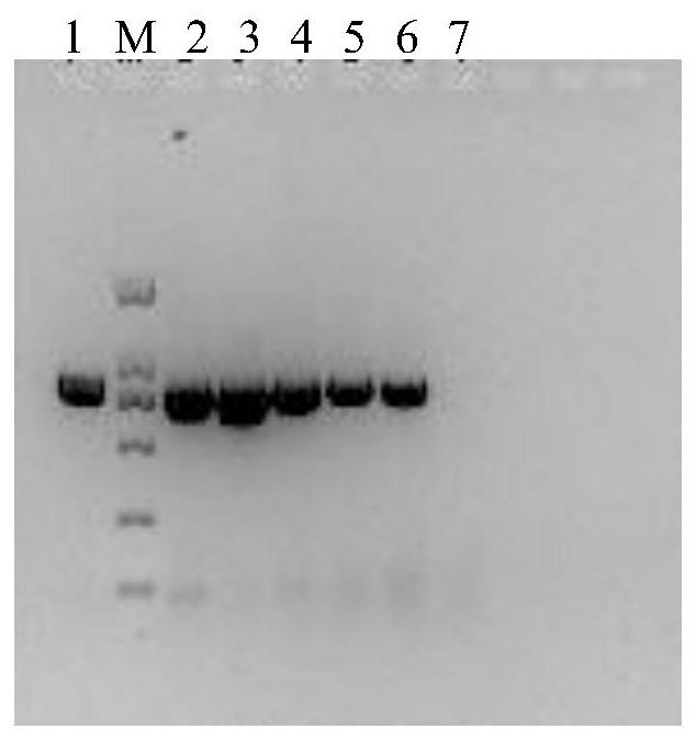 Primer pair and method for detecting or assisting in detecting southern tomato virus based on one-step RT-PCR technology