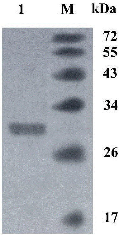 Neutral low-temperature xylosidase CaXyl43A and gene and application thereof