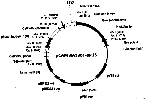 Plant drought induced type synthesis promoter SP15 and application thereof