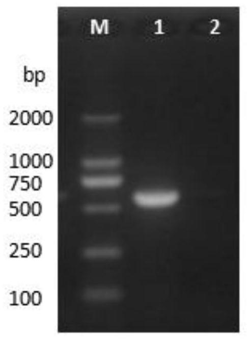 Method for detecting IFA neutralizing antibody of PCV2