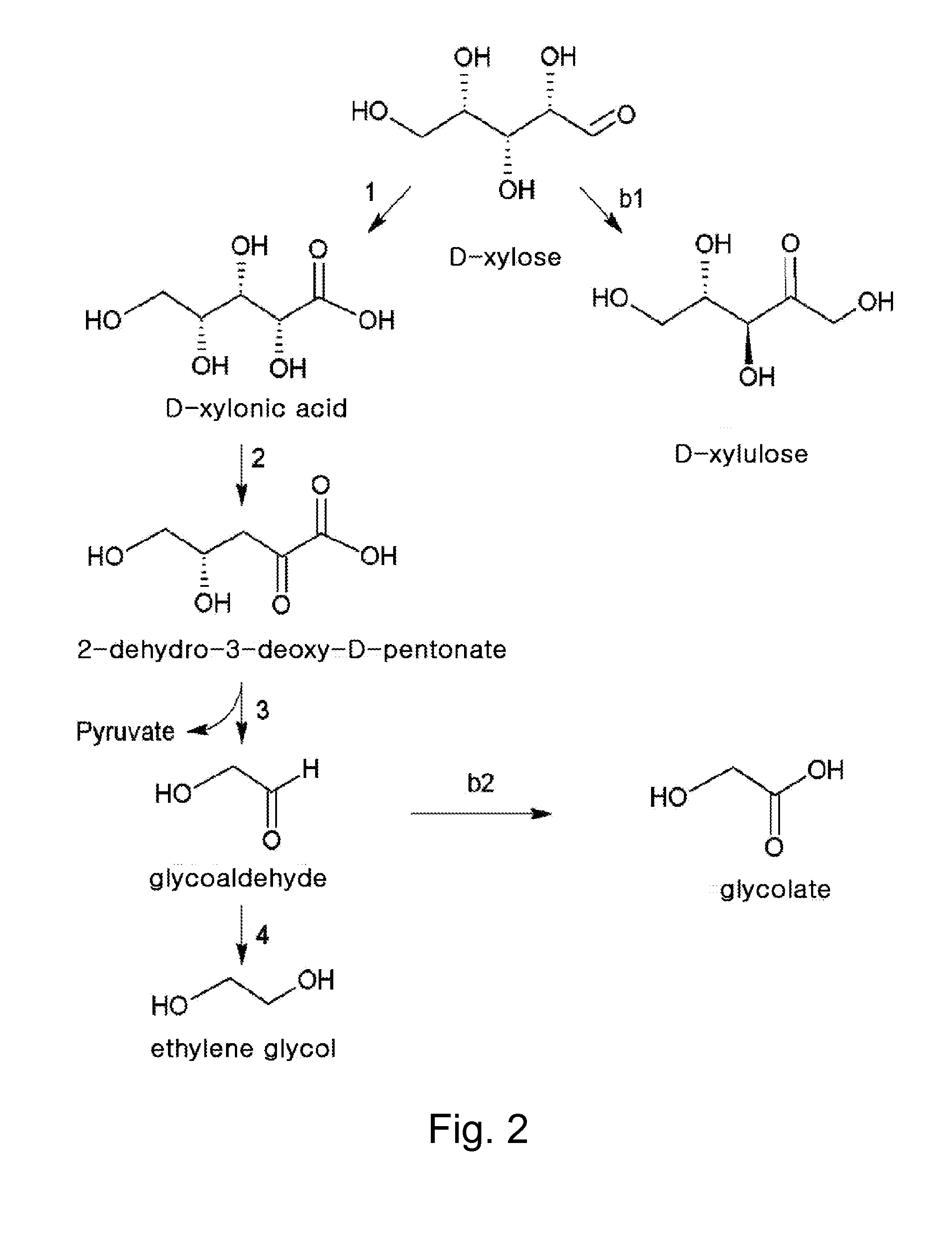 Ethane-1,2-diol producing microorganism and a method for producing ethane-1,2-diol from d-xylose using the same