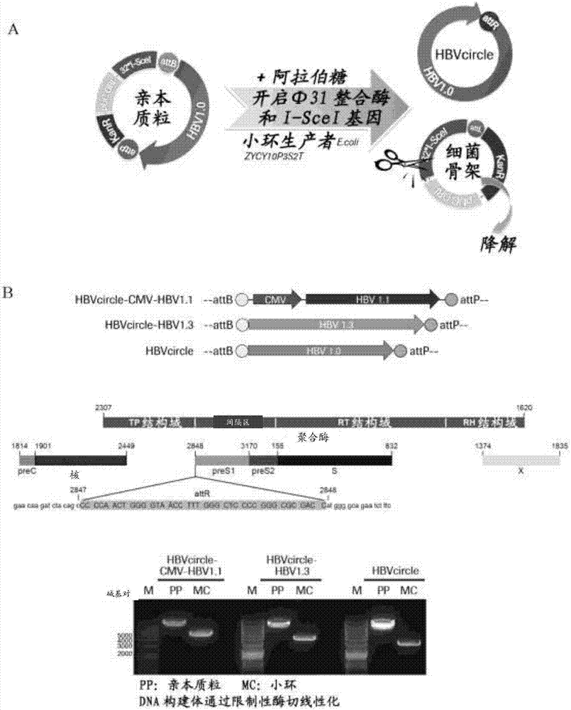 Recombinant hbv cccdna, the method to generate thereof and the use thereof