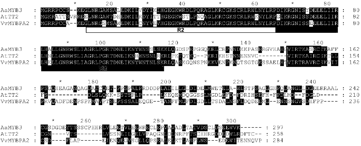 Anthurium andraeanum transcription factor AaMYB3 as well as coding gene and application thereof