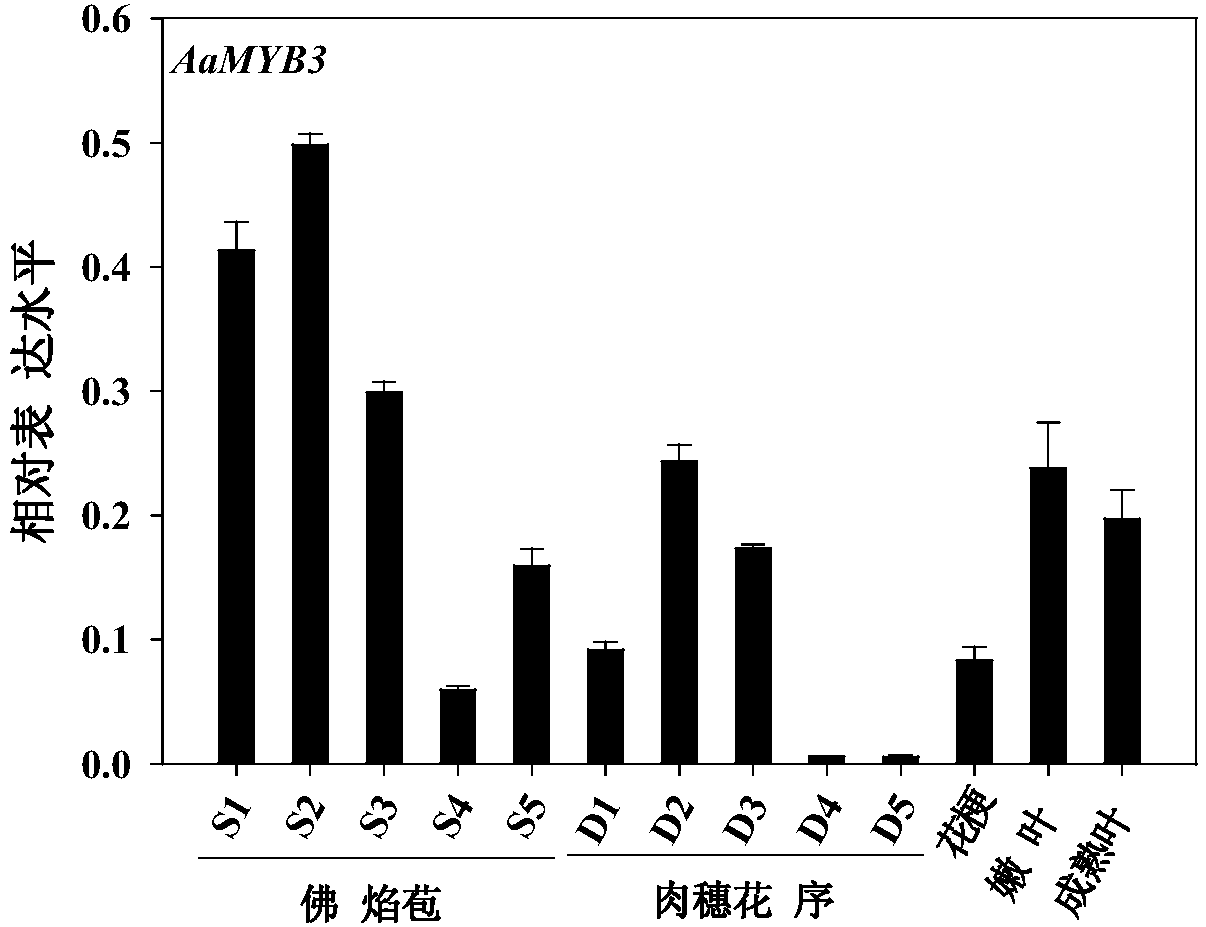 Anthurium andraeanum transcription factor AaMYB3 as well as coding gene and application thereof