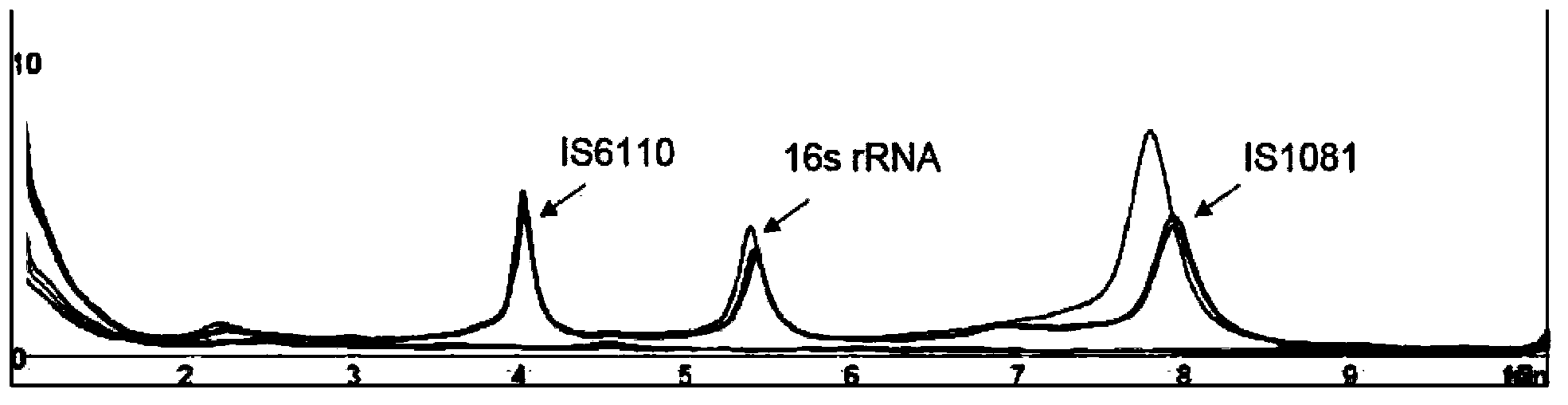 Multiplex polymerase chain reaction (mPCR)-denaturing high-performance liquid chromatography (DHPLC) primers and method for detecting and identifying mycobacterium