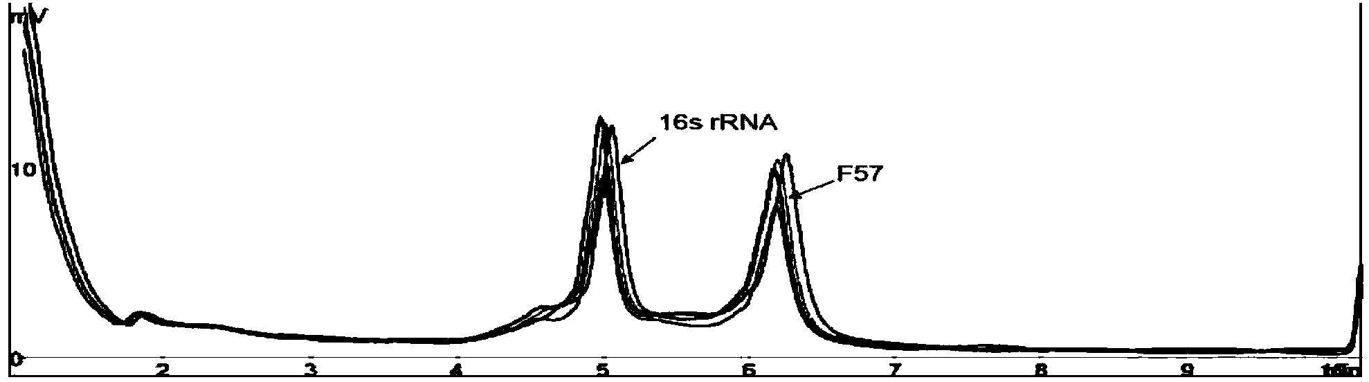 Multiplex polymerase chain reaction (mPCR)-denaturing high-performance liquid chromatography (DHPLC) primers and method for detecting and identifying mycobacterium