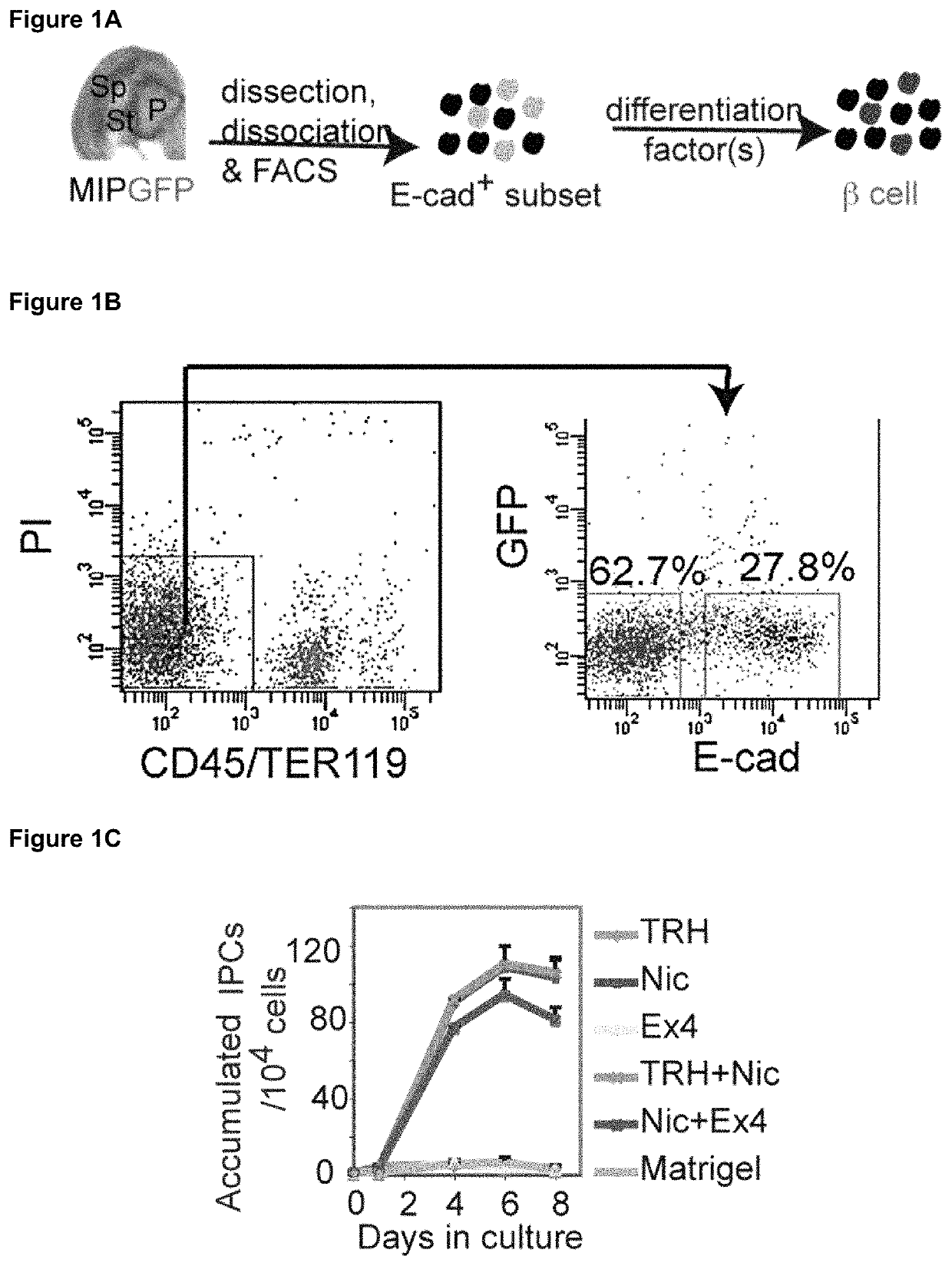 Method for generating mature β-like cells