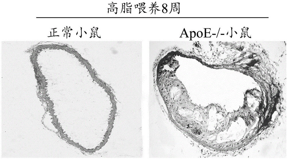 Medical application of CREG protein