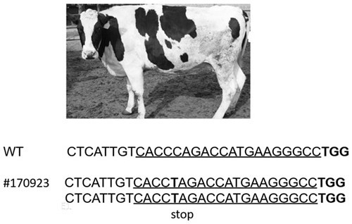 A method for preparing precise blg gene knockout cattle using third-generation base editors