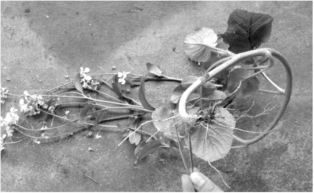 Method for improving lateral branch rooting survival rate and seed reproduction quality of radish