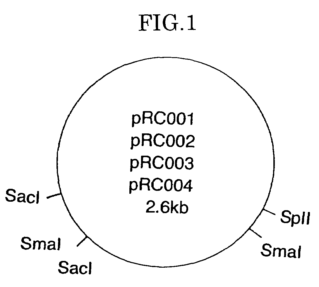 DNA fragments containing gene having function relating to autonomous proliferation of plasmid