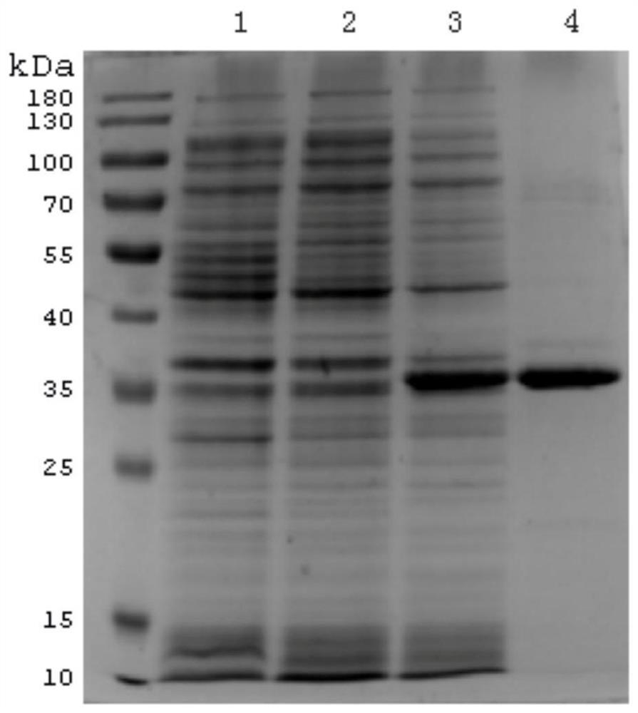 A kind of preparation method and application of recombinant protein swho1
