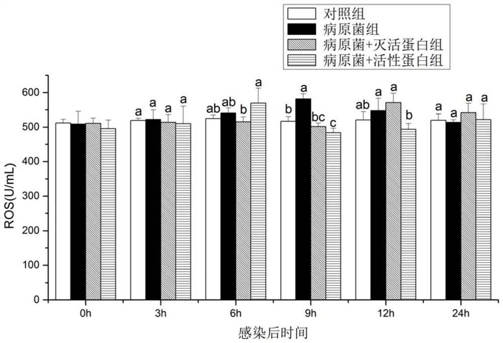 A kind of preparation method and application of recombinant protein swho1