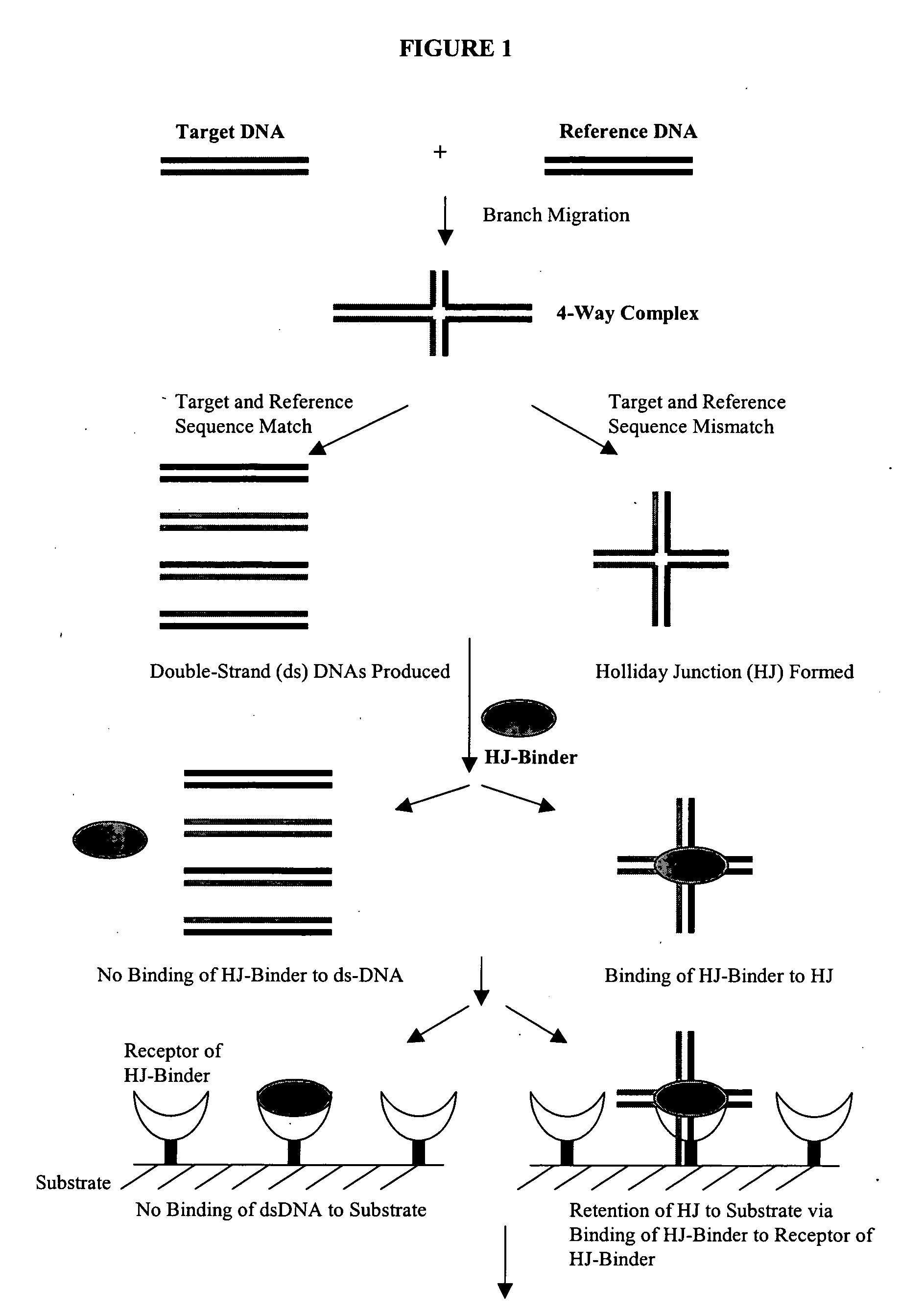Method and kit for detecting mutation or nucleotide variation of organism