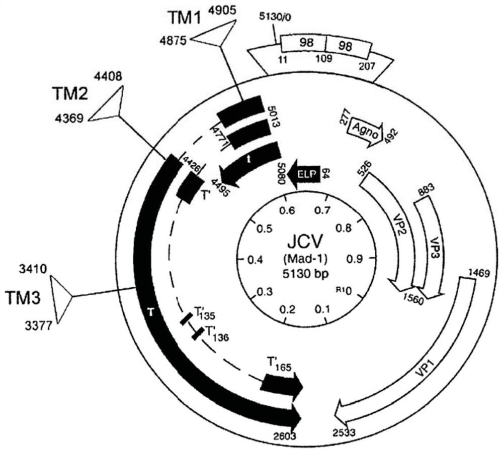RNA-directed eradication of human jc virus and other polyomaviruses