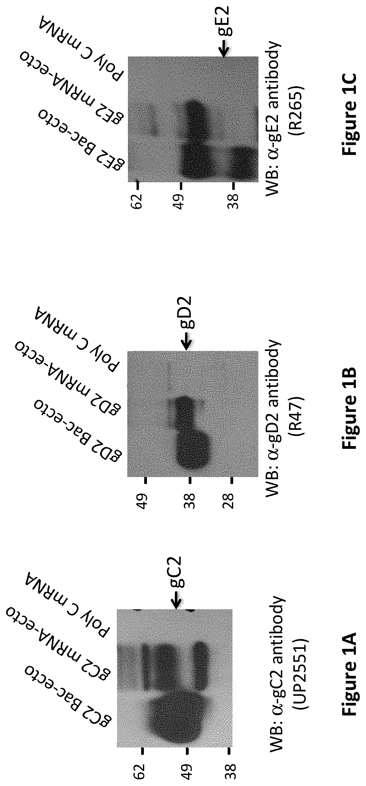 Modified mRNA vaccines encoding herpes simplex virus glycoproteins and uses thereof