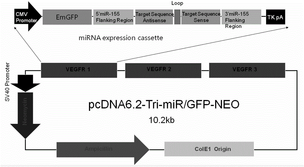 Preparation and application of triple artificial miRNA in restraining of VEGFRs