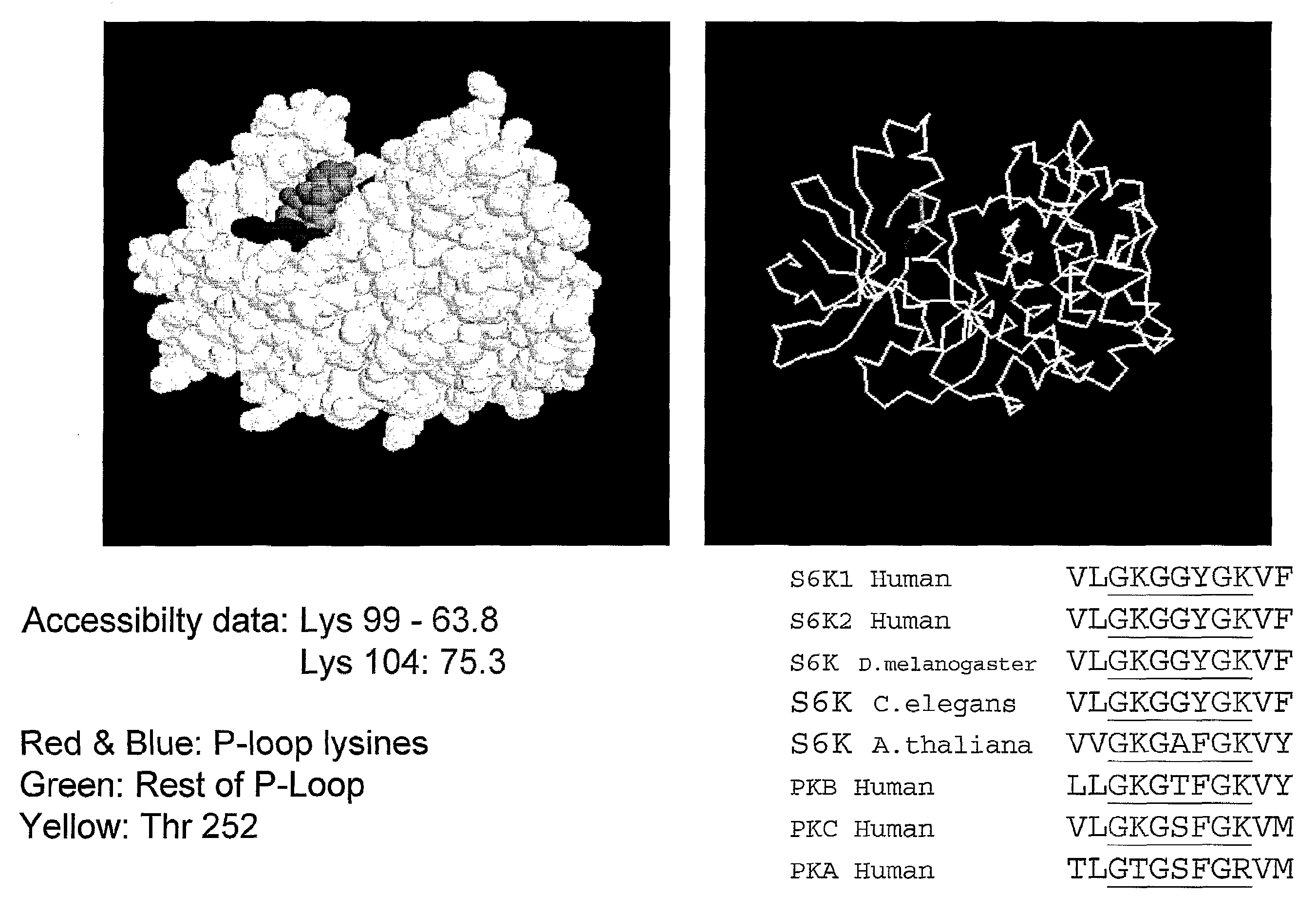 Regulation of S6 Kinsase Protein Activity and Related Methods