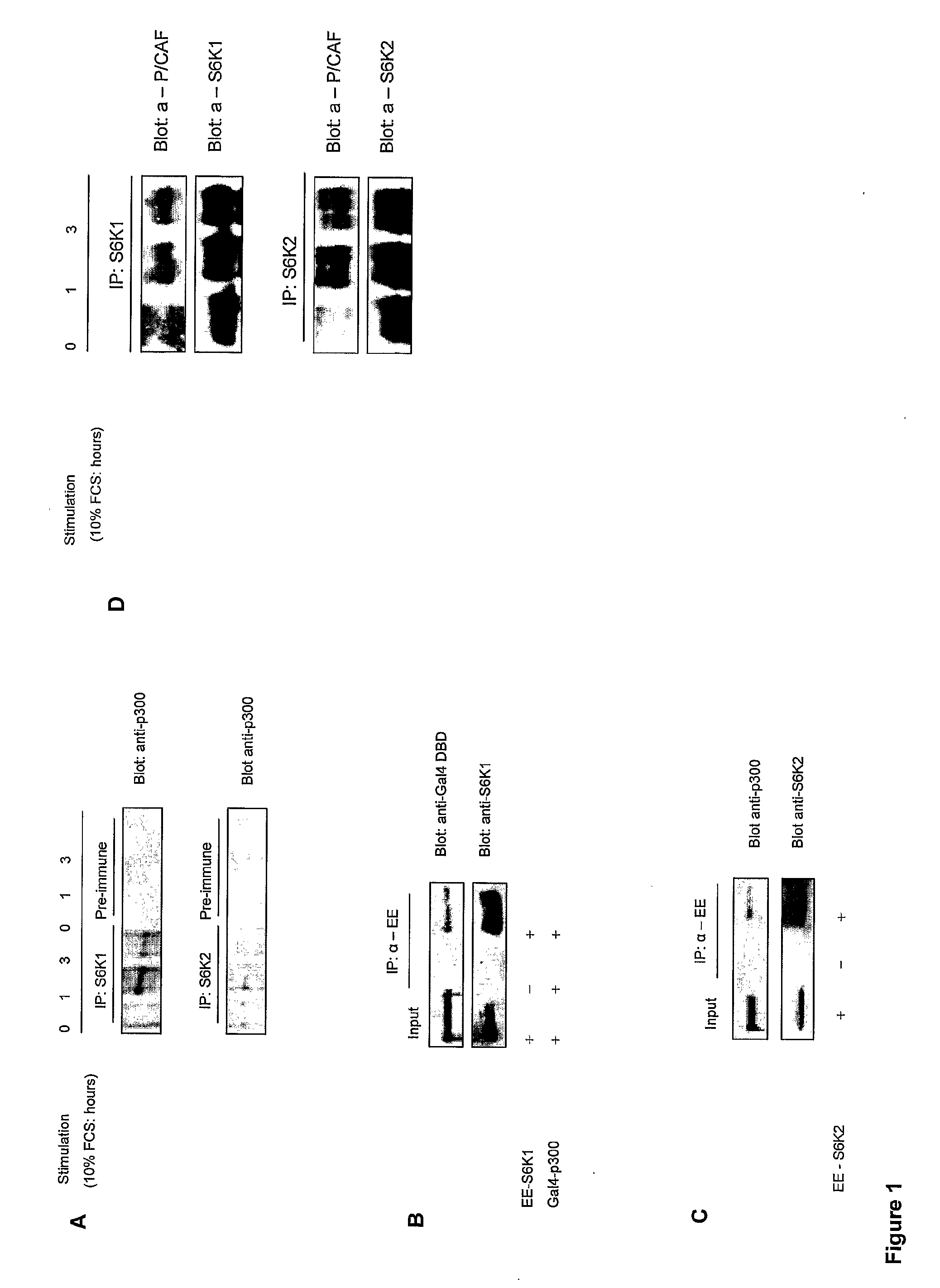 Regulation of S6 Kinsase Protein Activity and Related Methods