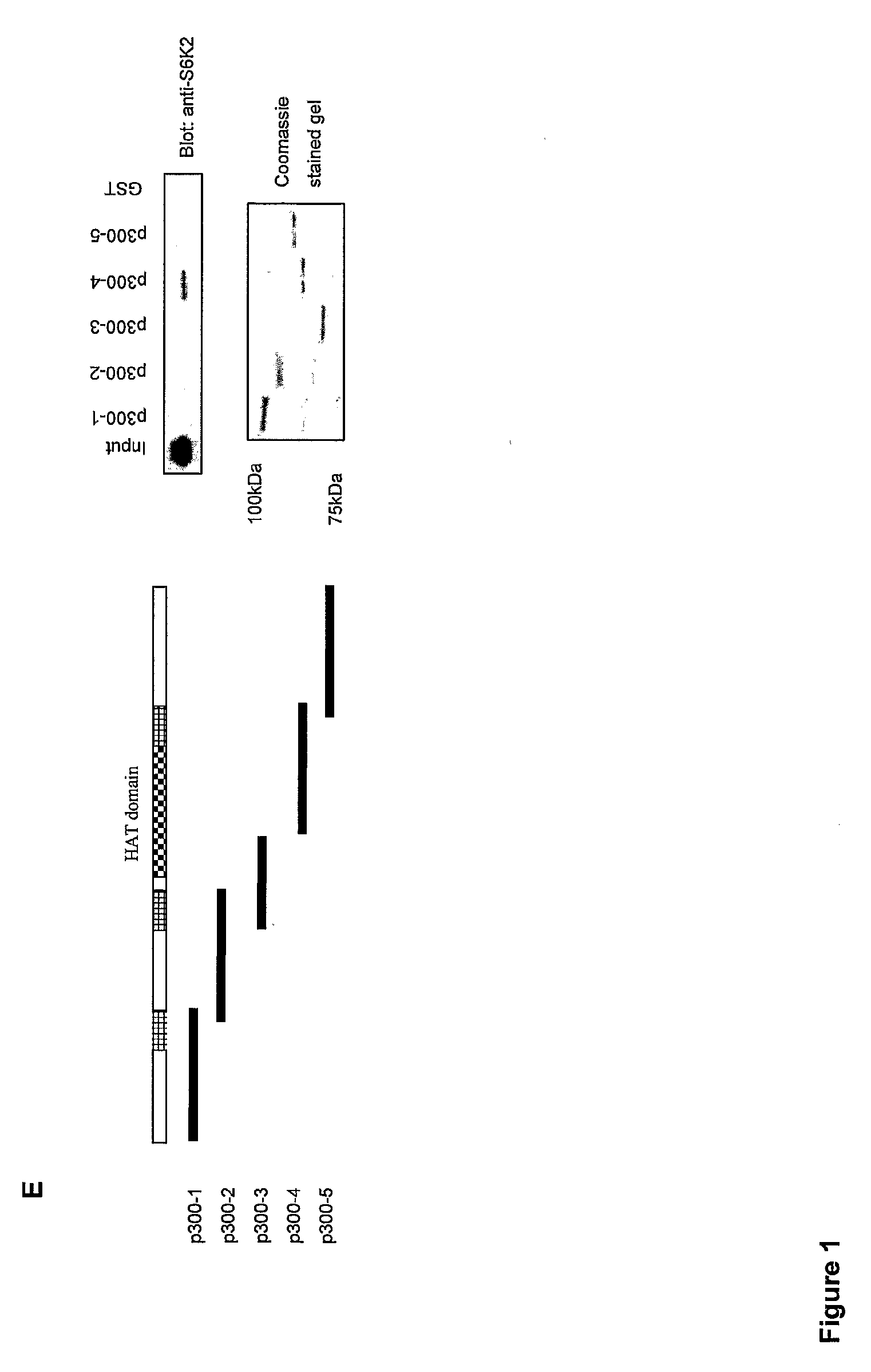 Regulation of S6 Kinsase Protein Activity and Related Methods