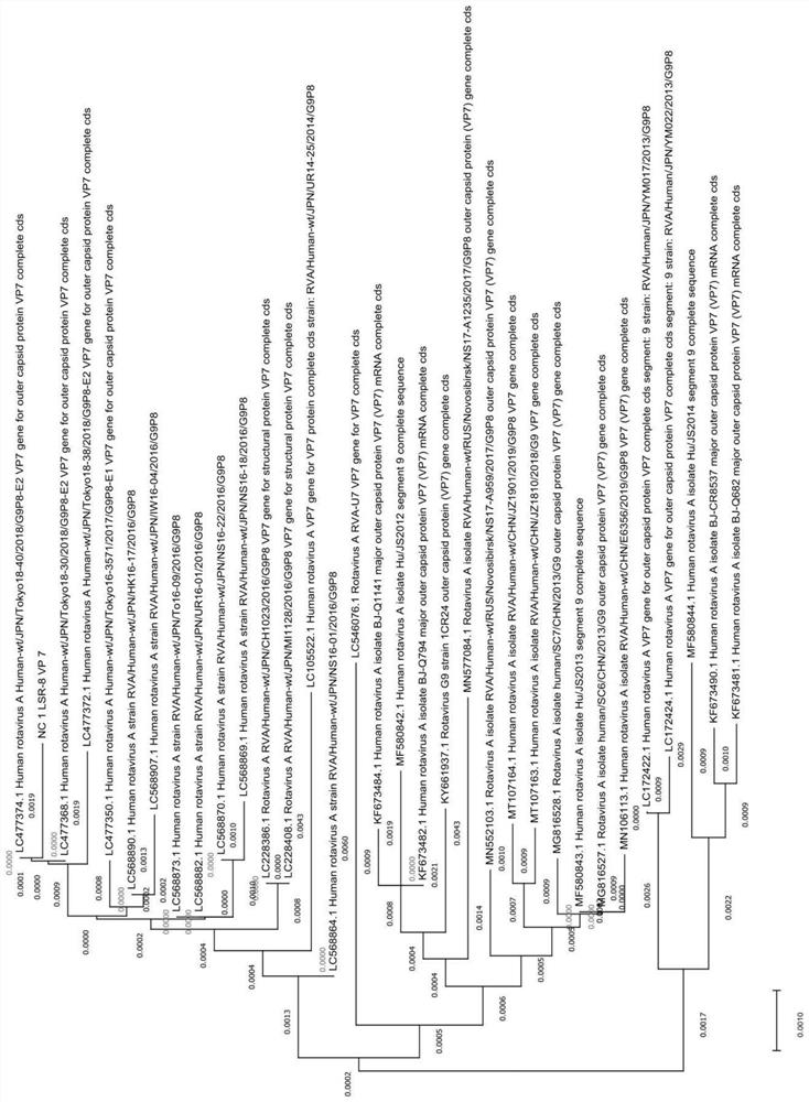 Rotavirus strain and application thereof as vaccine