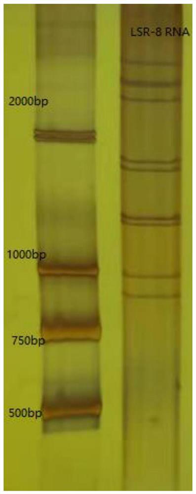 Rotavirus strain and application thereof as vaccine