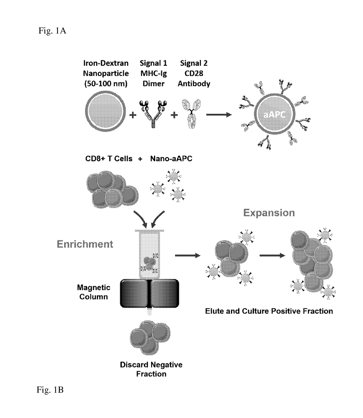 Reagents and methods for identifying, enriching, and/or expanding antigen-specific t cells