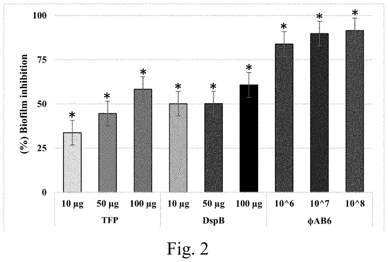 Use of tail fiber protein in the prevention of acinetobacter baumannii infections