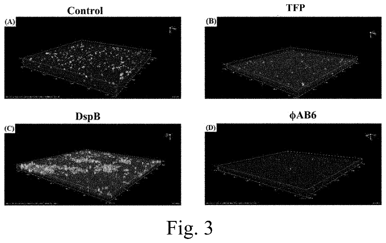 Use of tail fiber protein in the prevention of acinetobacter baumannii infections