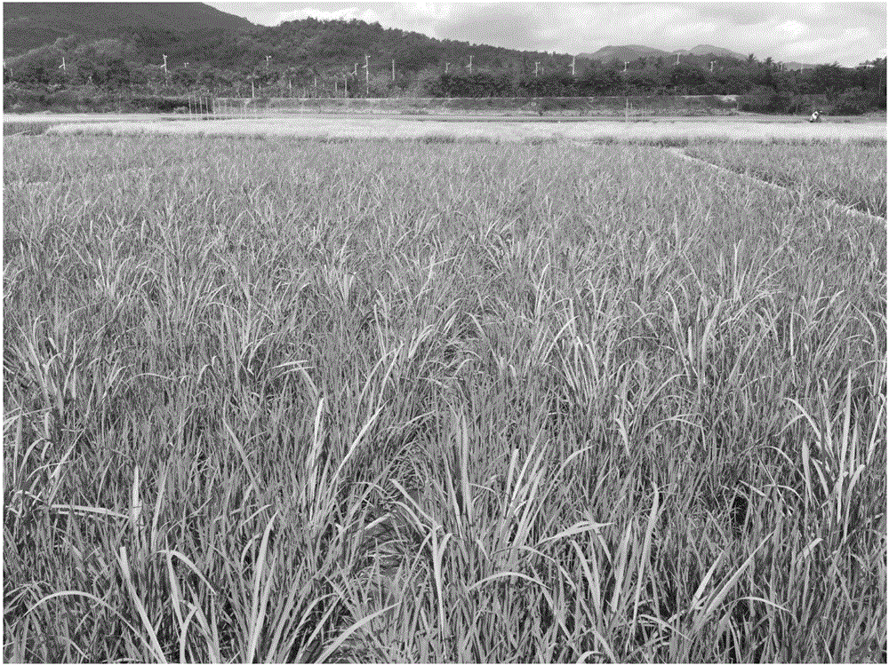 Breeding method of rice small grain sterile line, and simple seed production method of hybrid rice