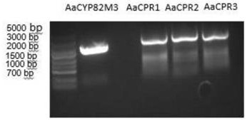 P450 enzyme of anisodus acutangulus and application of P450 enzyme to preparation of tropinone