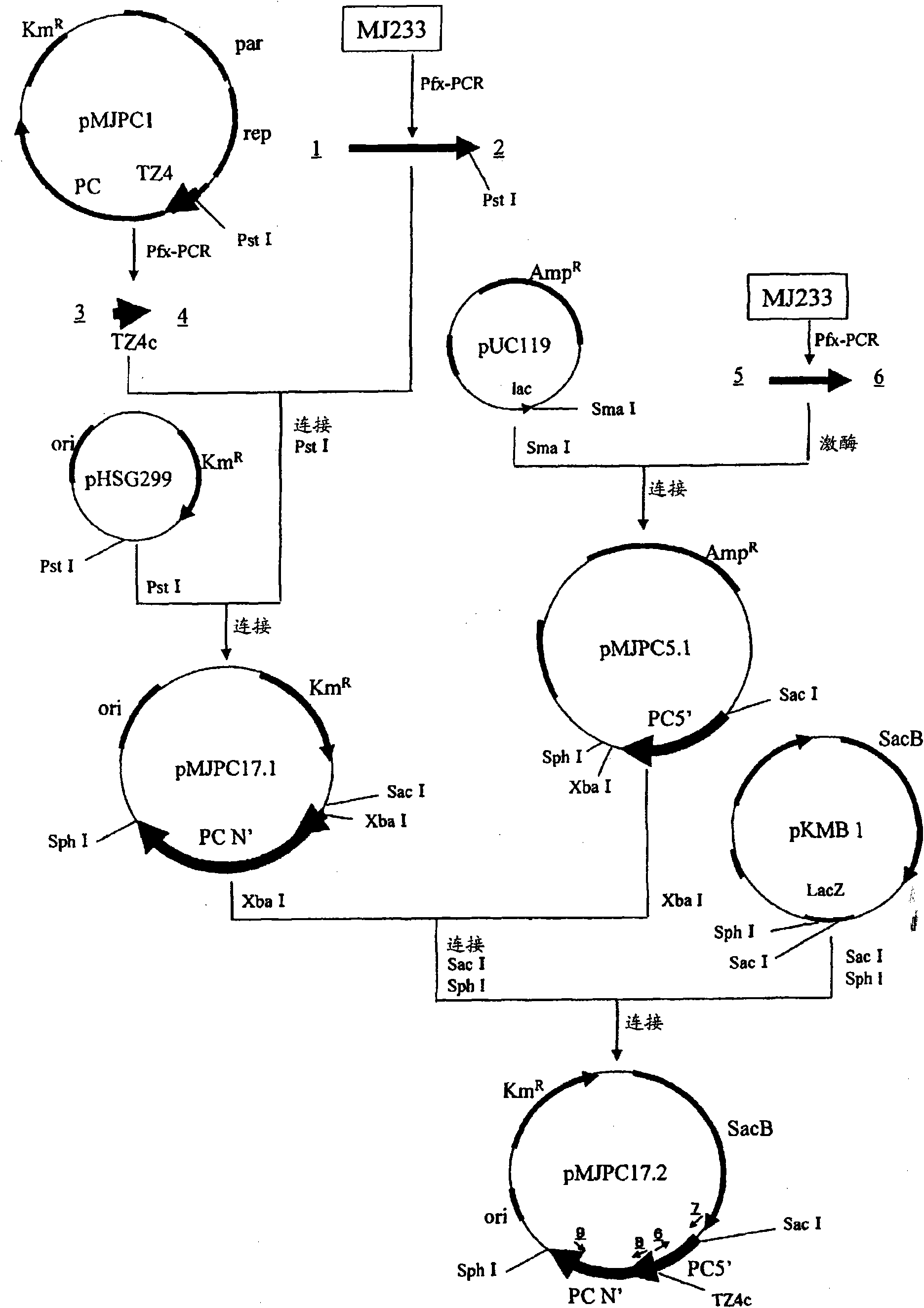 Method for production of succinic acid