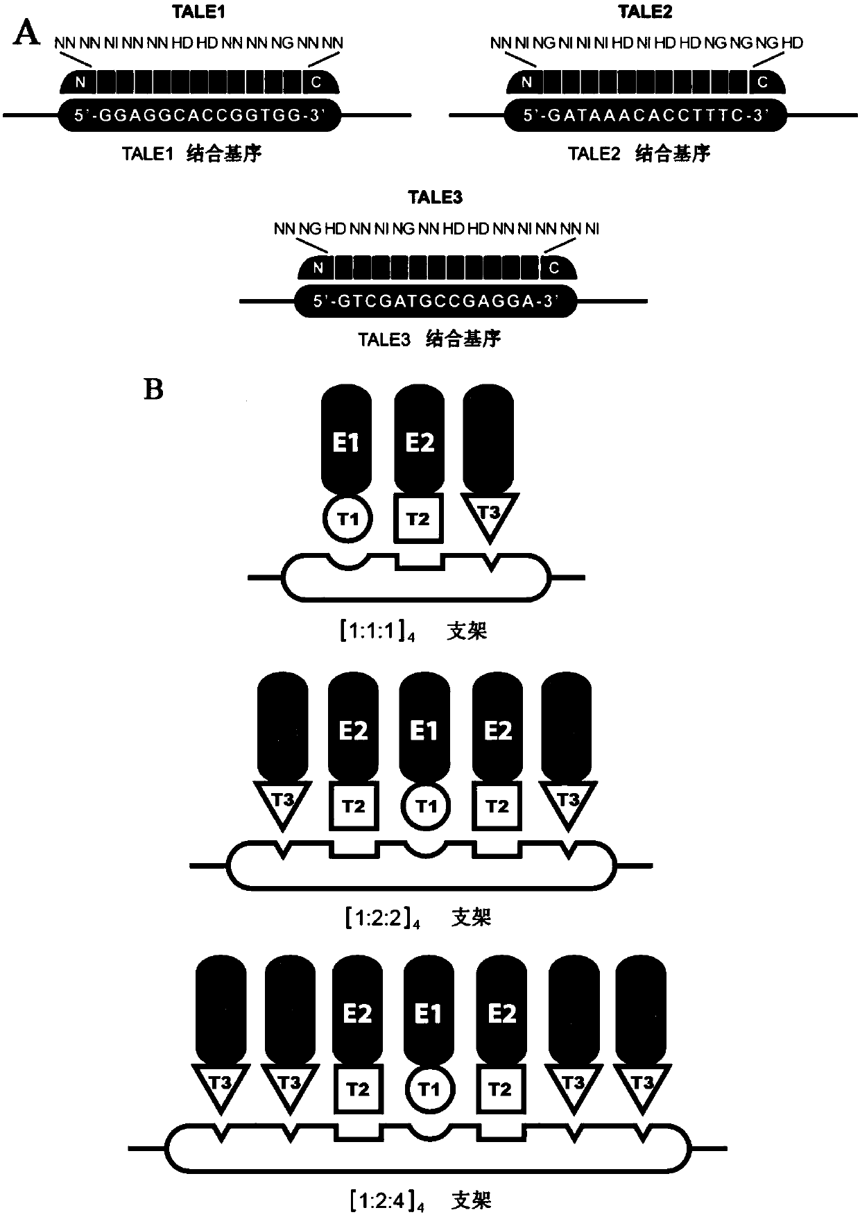 Intracellular scaffold, plasmids constructed by intracellular scaffold and application of plasmids
