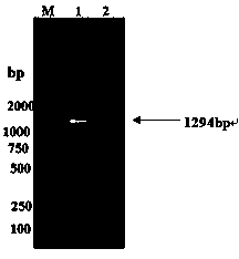 Soybean chalcone reductase gene CHR4 and application