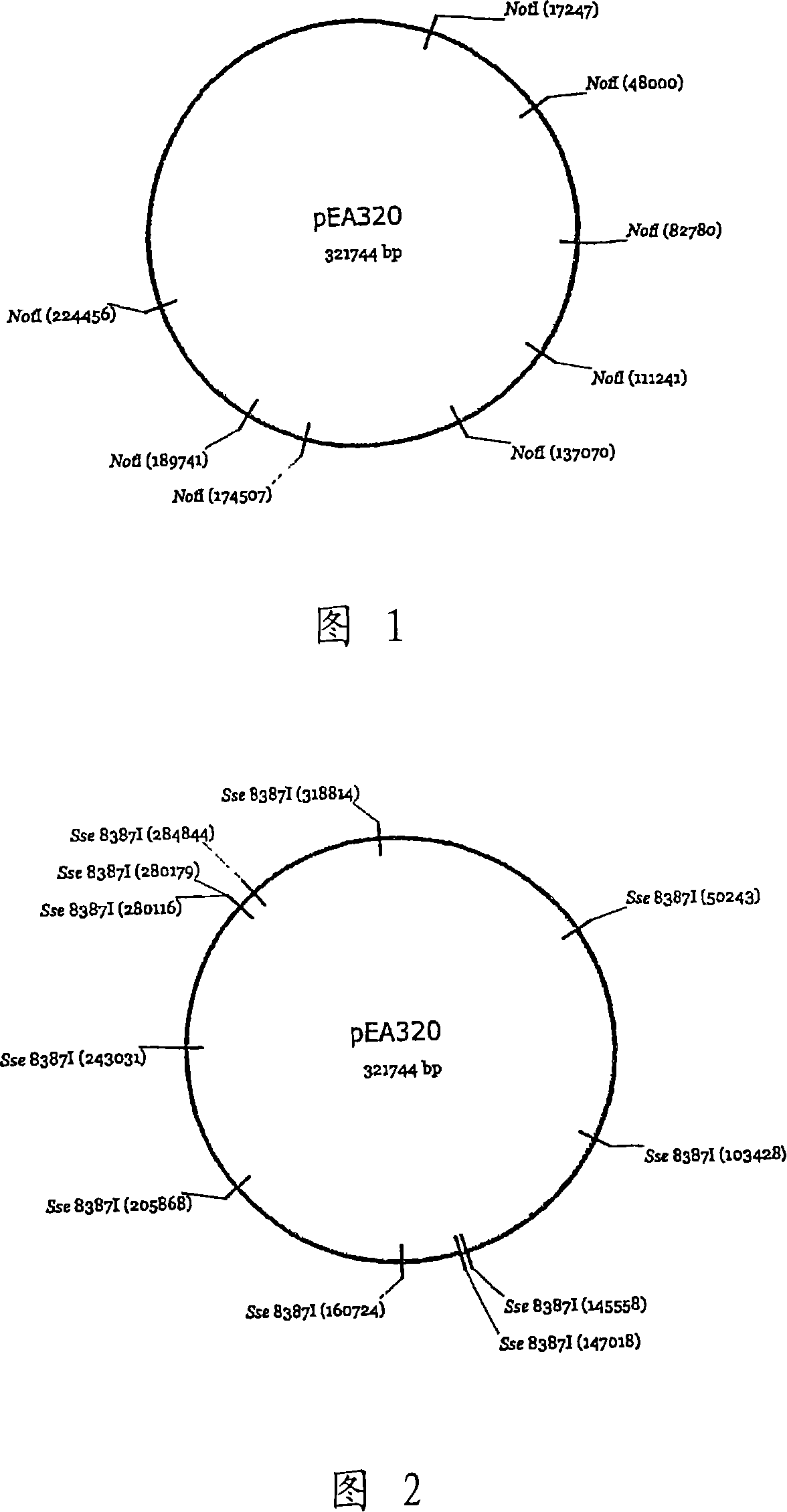 Novel plasmid autonomously replicable in enterobacteriaceae family