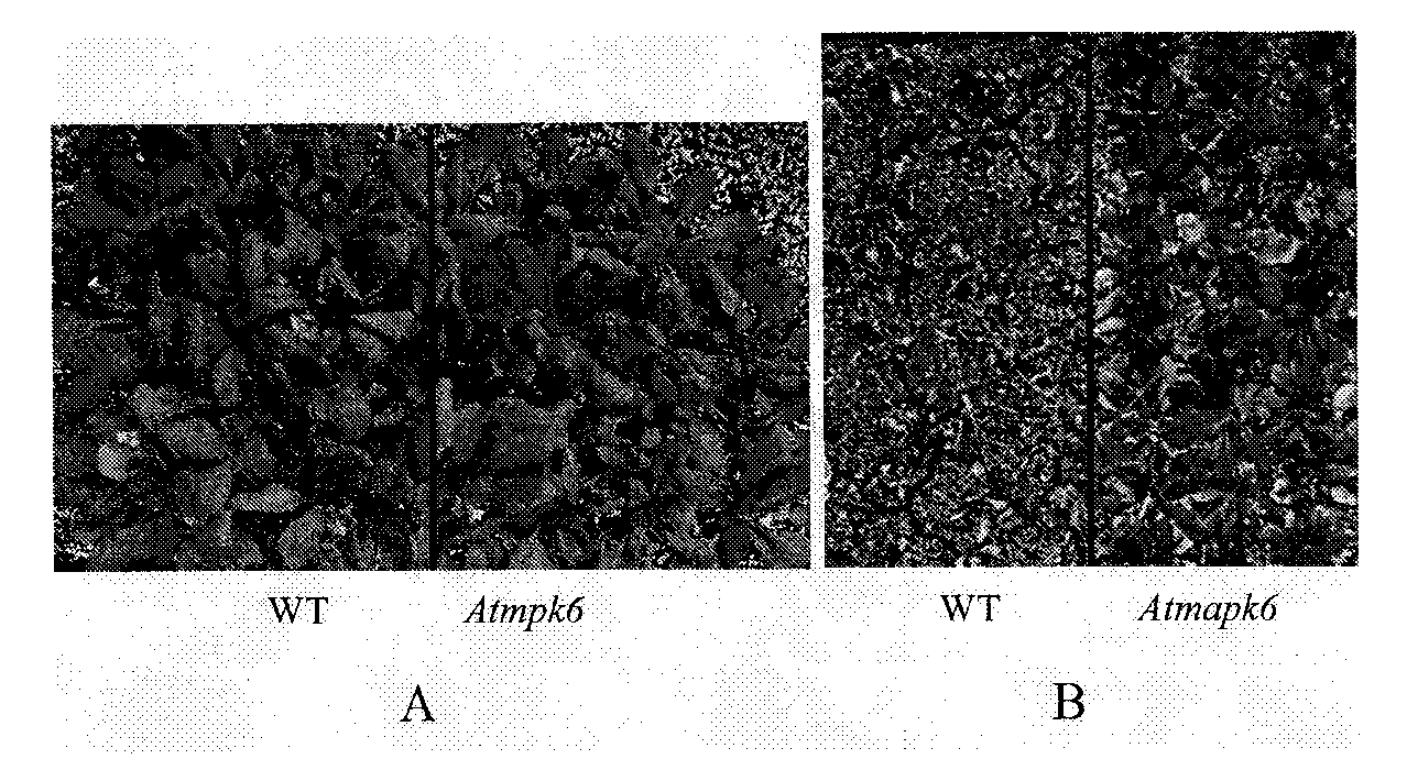 Application of AtMPK6 in plant drought combatting aspect