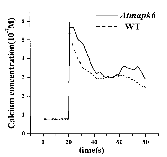 Application of AtMPK6 in plant drought combatting aspect