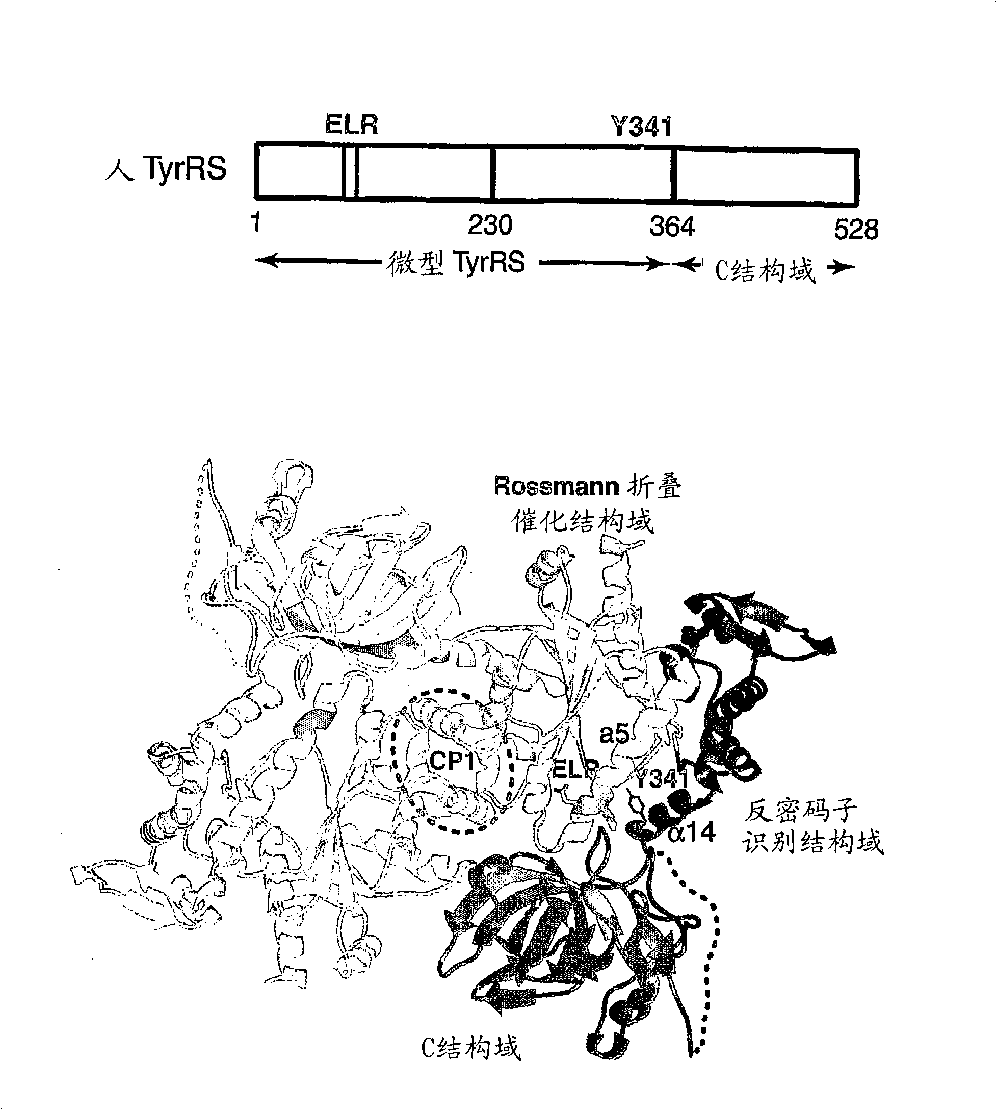 Angiogenic tyrosyl trna synthetase compositions and methods