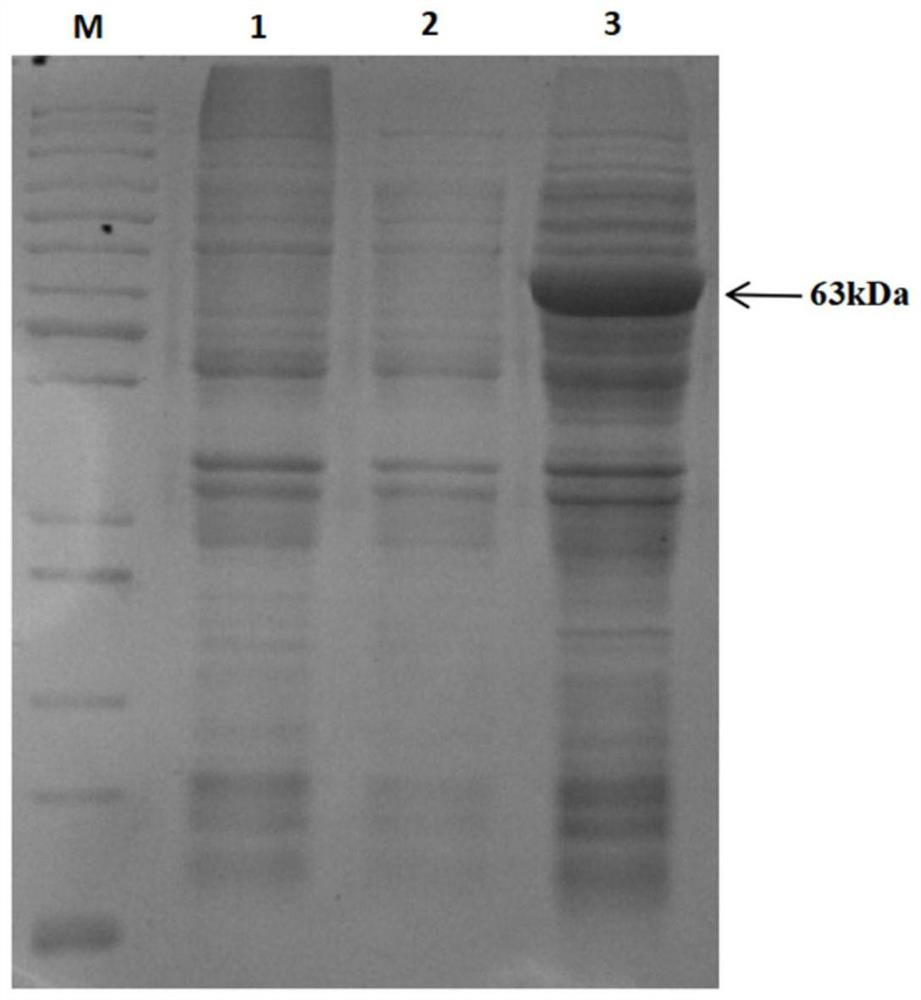 A kind of recombinant Lawsonia intracellularis porcine hsp60 protein monoclonal antibody and its application
