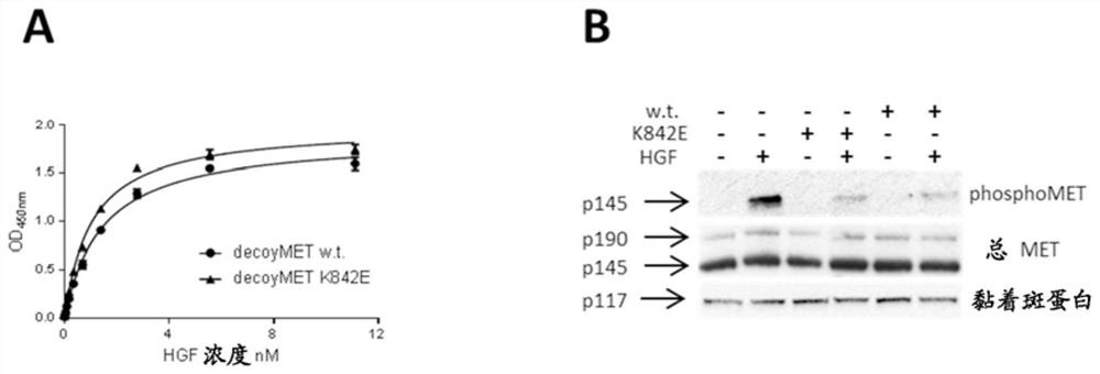 Combination of Anti-hgfr antibody and hegfr for the treatment of a tumor and/or metastasis