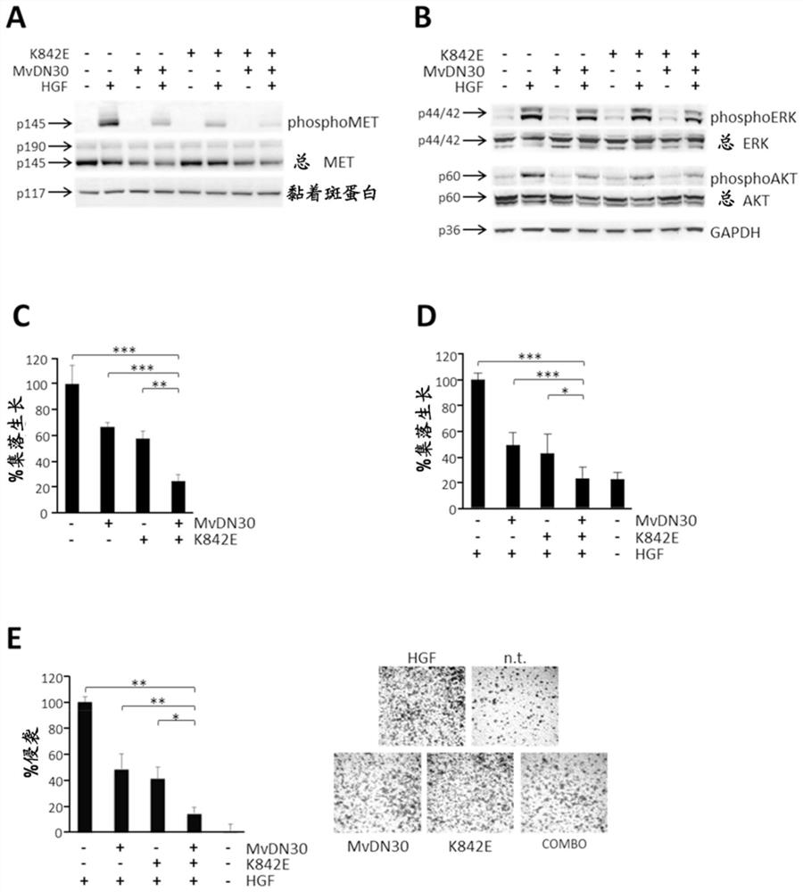 Combination of Anti-hgfr antibody and hegfr for the treatment of a tumor and/or metastasis