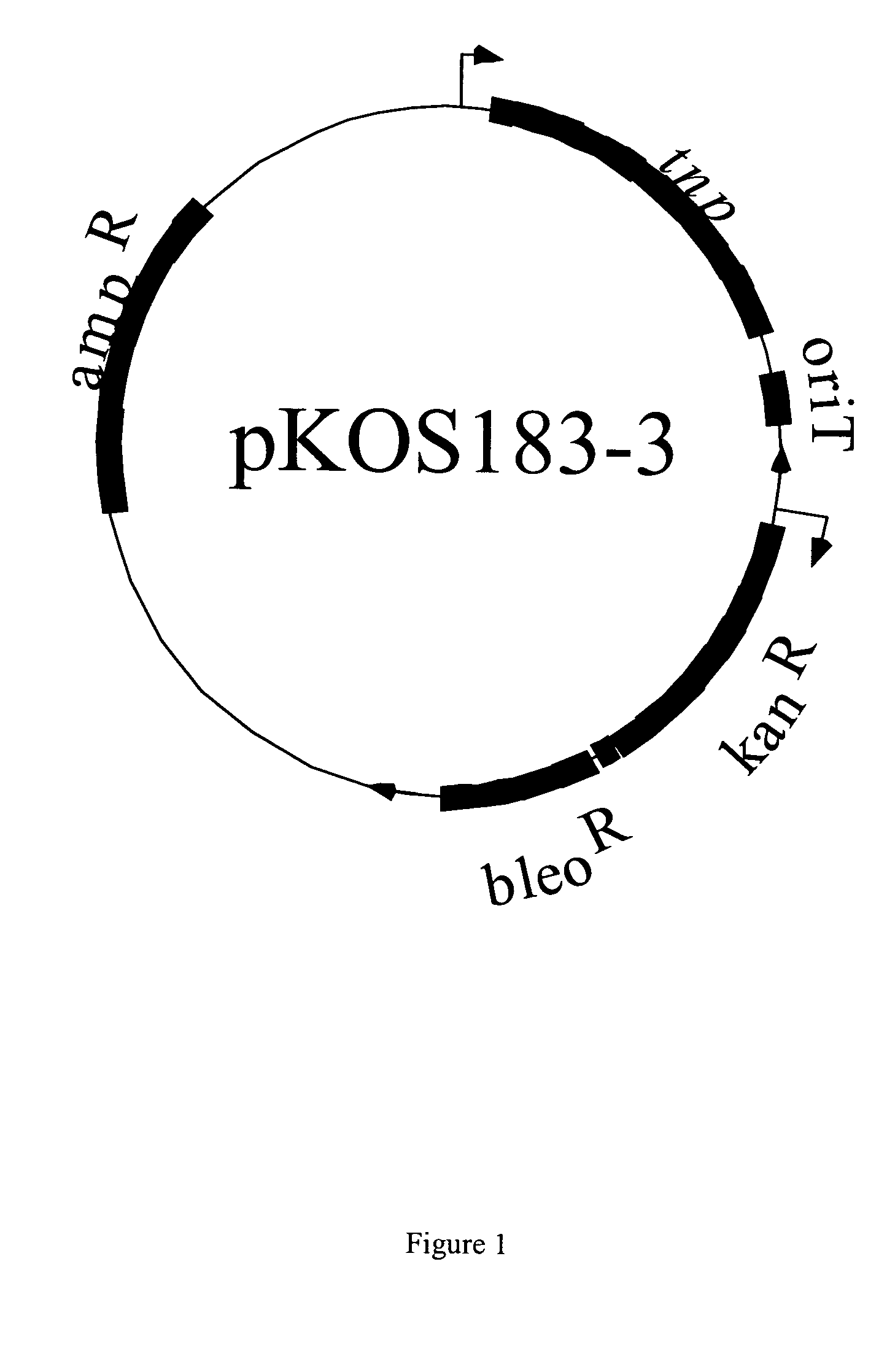 Transposon-based transformation system