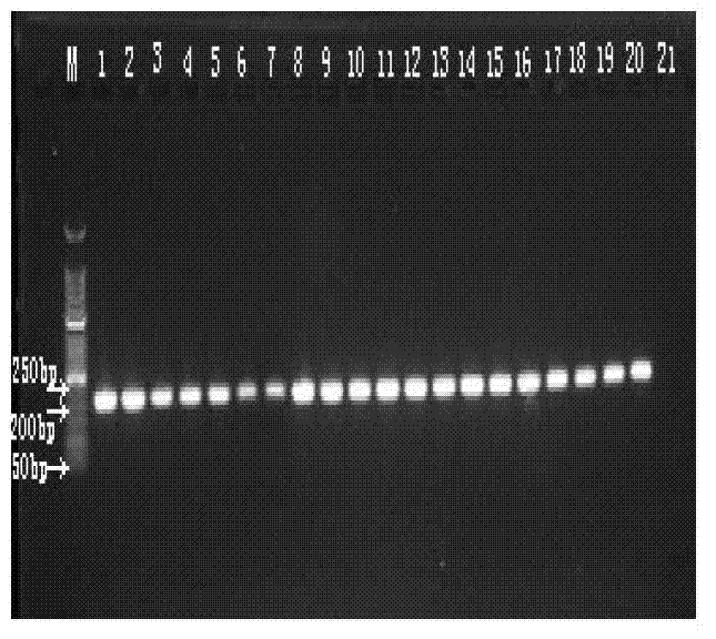 Primer, kit and method for detecting staphylococcus aureus through PCR(Polymerase Chain Reaction)-pyrophosphate method