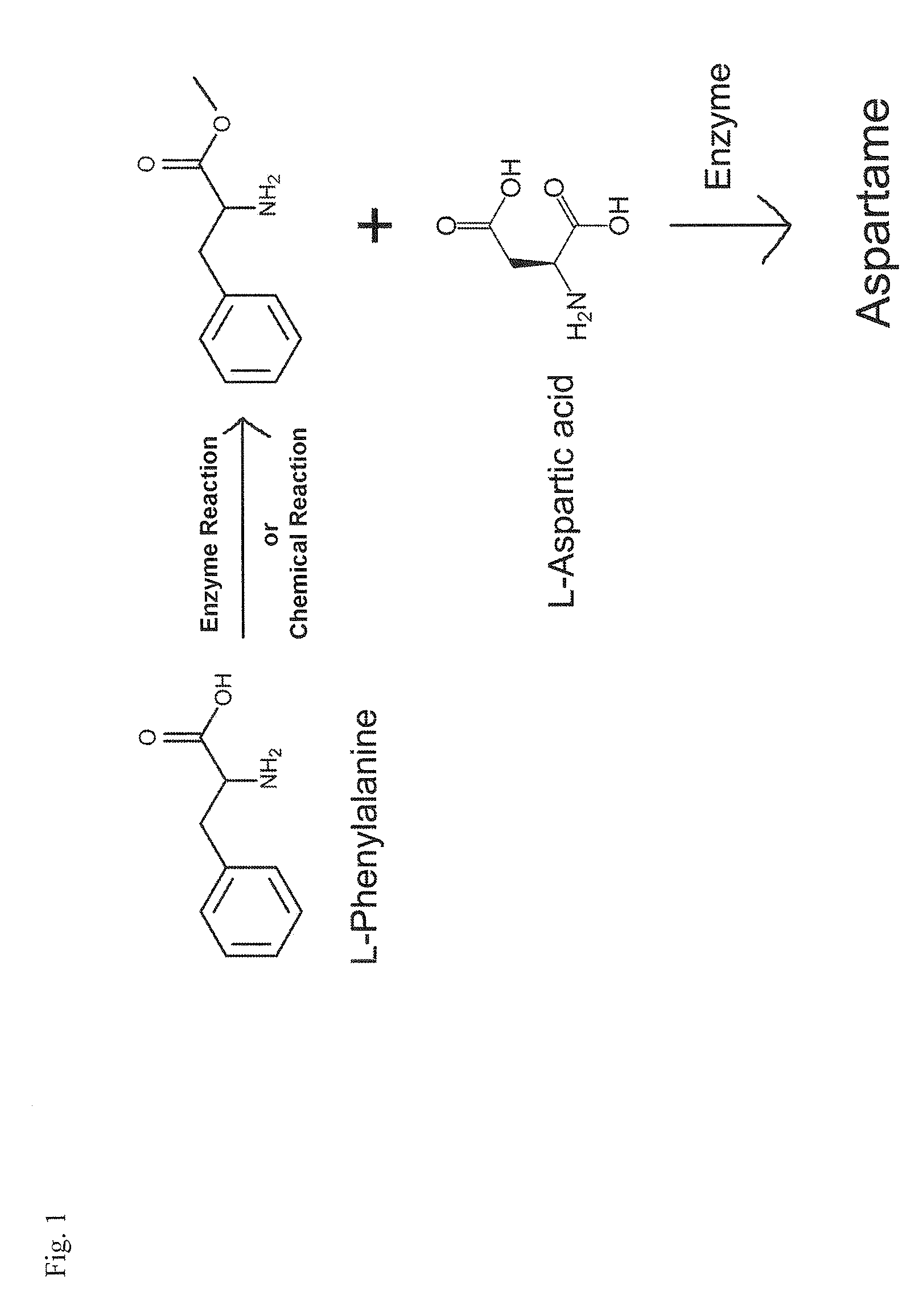 Enzymatic method for preparing aspartam