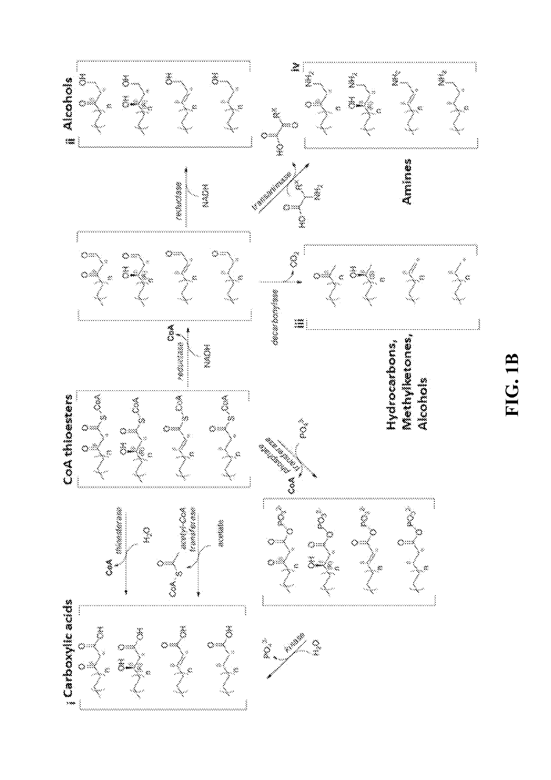 Type ii fatty acid synthesis enzymes in reverse ß-oxidation
