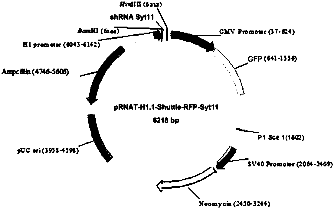 SiRNA targeting to synaptotagmin-11 (Syt11), expression vector, virions and pharmaceutical applications of SiRNA, expression vector and virions