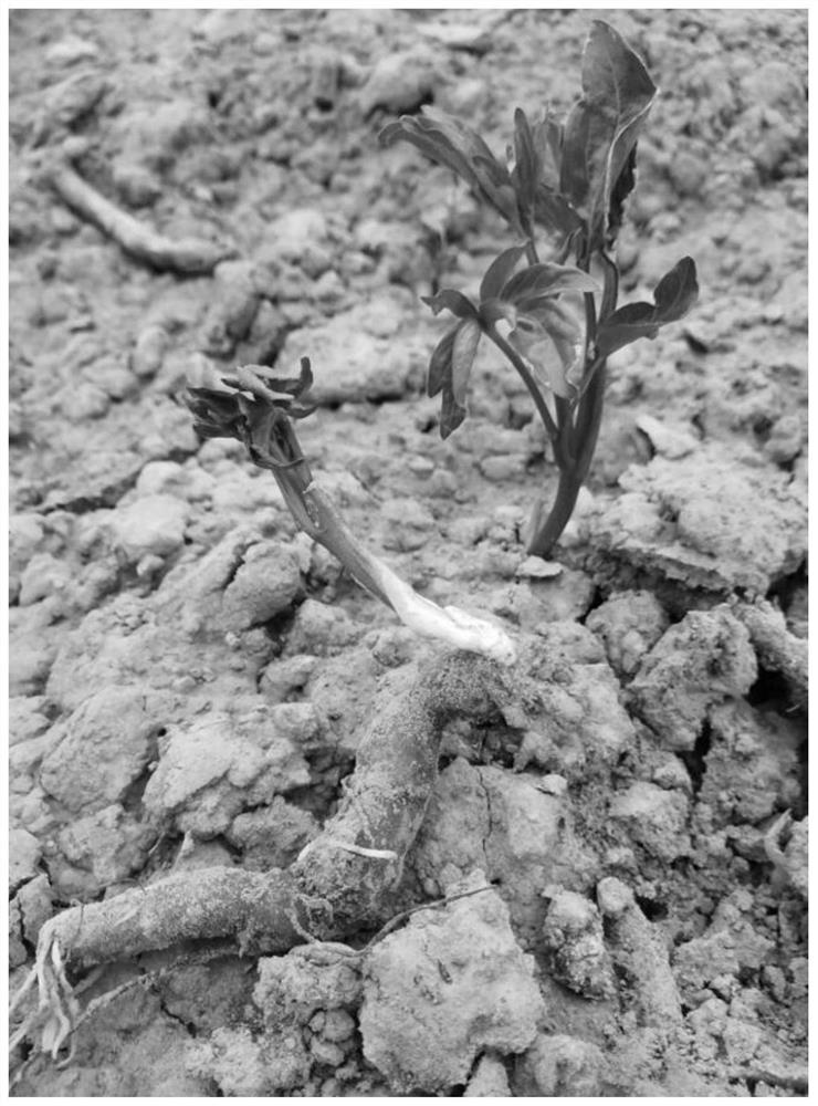 Paeonia lactiflora breeding method