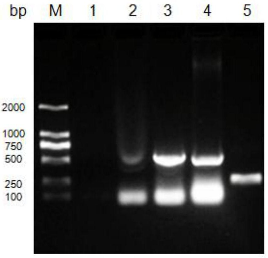 A method for constructing recombinant adenovirus using anp or iganp gene, recombinant adenovirus and application